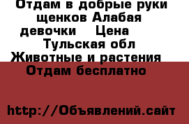 Отдам в добрые руки щенков Алабая (девочки) › Цена ­ 10 - Тульская обл. Животные и растения » Отдам бесплатно   